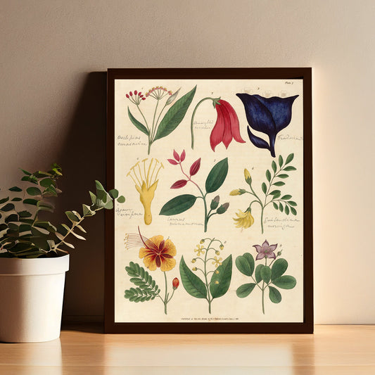 Vintage Botanical Art Print - Floral - Antique Floral Illustration