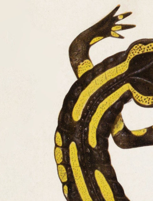 Ace Of Wands Salamander Card Tarot Card Print Poster For Creative Inspiration And Art Lovers by My Store