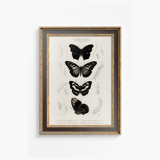 Black Butterflies Print - Vintage Print Charles Dessalines - Butterfly Poster Print - Bohemian Print Large Artwork