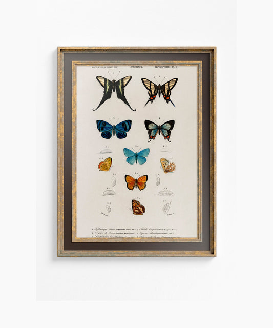 Colorful Butterflies Print Vintage Collection Butterfly Poster by My Store