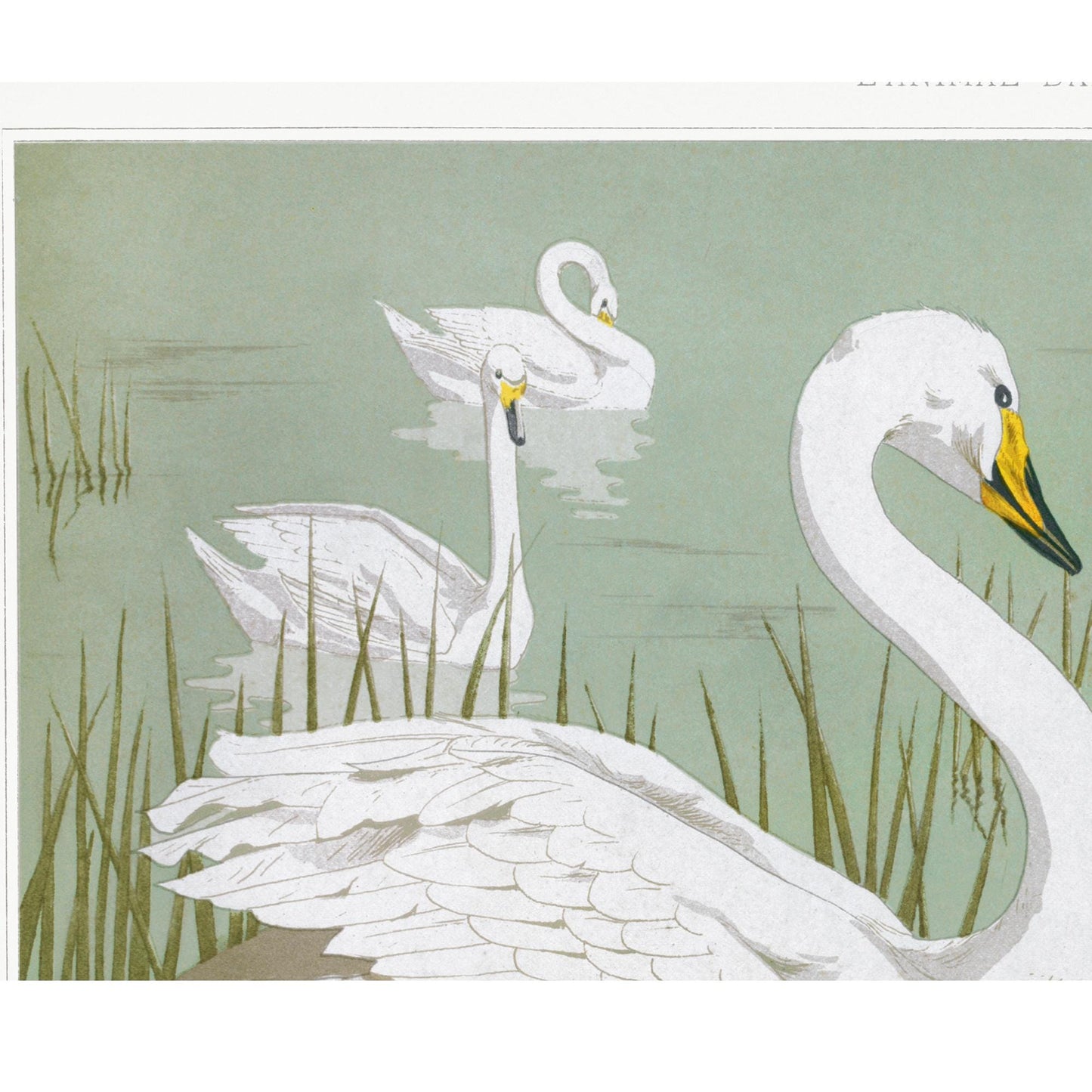 Moody Vintage Print - Swans - Nouveau Artwork - Light Green