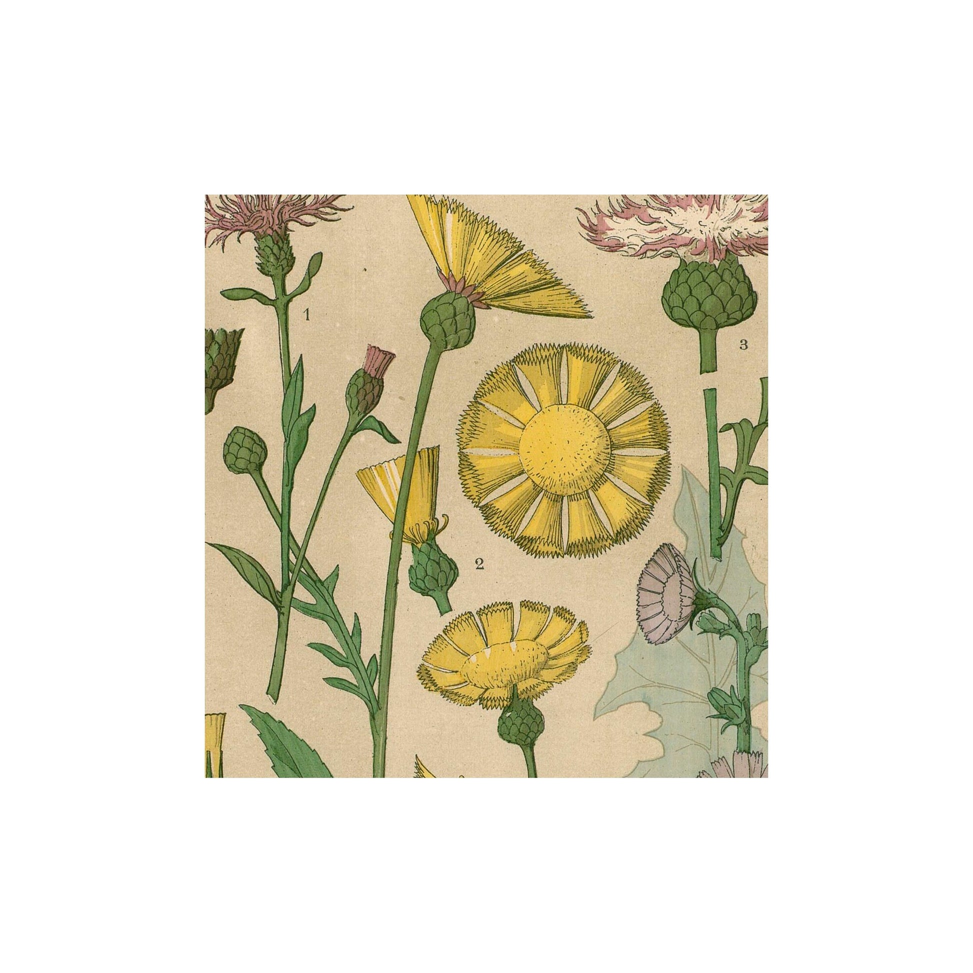 Wildflowers Vintage Botanical - Art Nouveau Poster Floral Print Bohemian Print Large Artwork