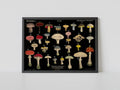 Vintage Mushrooms Print Art Deco Antique Poster In Black And Red On Premium Archival Matte Paper 5x7 And 6x9 by DesignBohemian