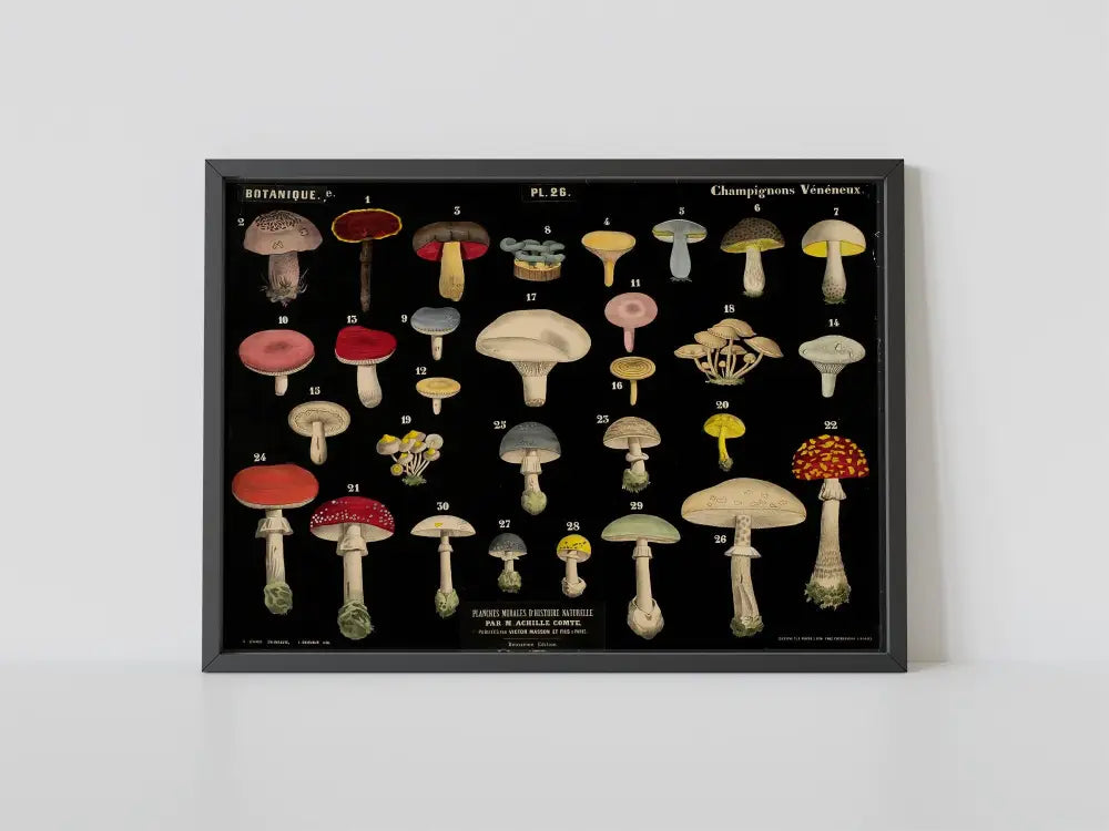 Vintage Mushrooms Print Art Deco Antique Poster In Black And Red On Premium Archival Matte Paper 5x7 And 6x9 by DesignBohemian