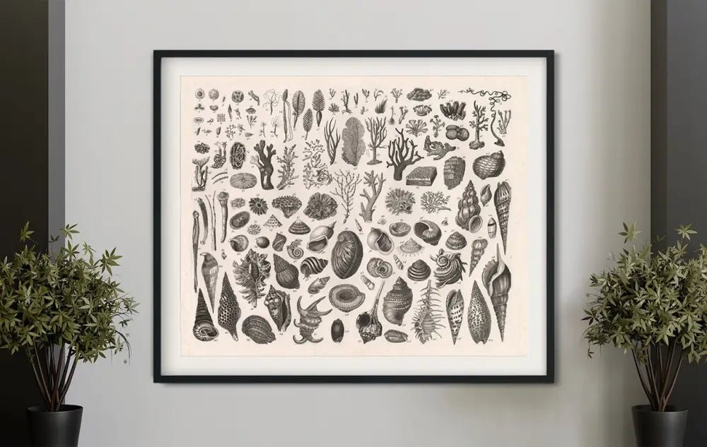 Vintage Sea Shells Print Antique Mollusks And Corals Poster On Premium Archival Matte Paper 5x7 And 6x9 by DesignBohemian